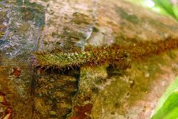 Microsorum scandens: thin, creeping rhizome with crowded, squarrose, blackish-brown, rhizome scales.
 Image: L.R. Perrie © Leon Perrie 2011 CC-BY-NC 3.0 NZ